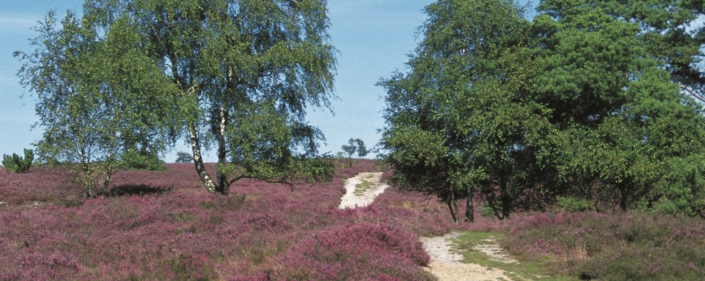 Holterberg_Heide.jpg